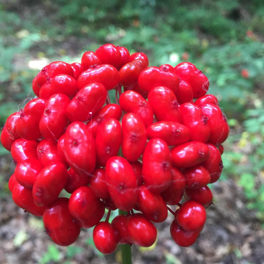 陪着你一起变老