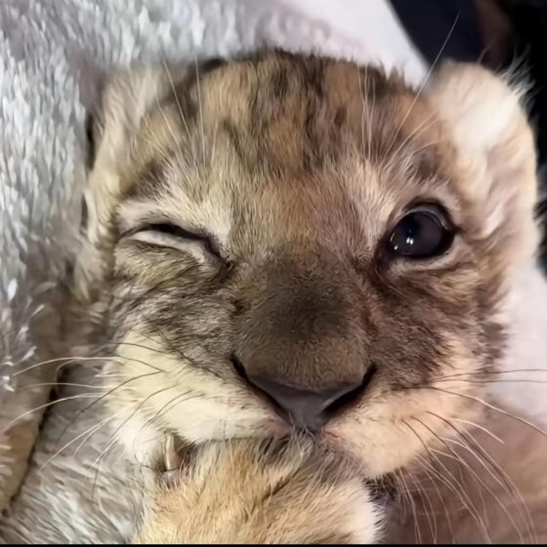 开心三文鱼