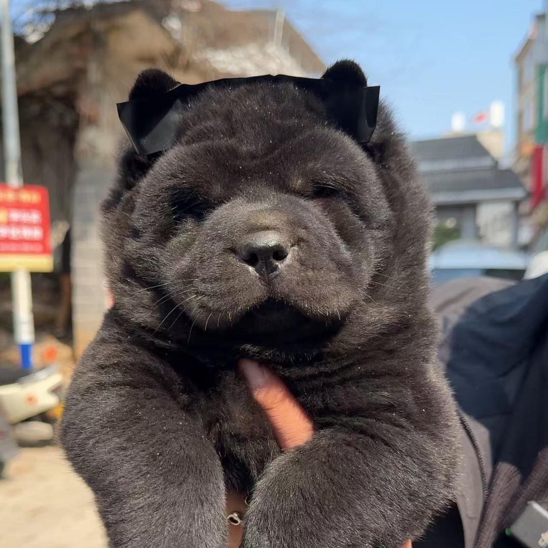 田园犬(大圣