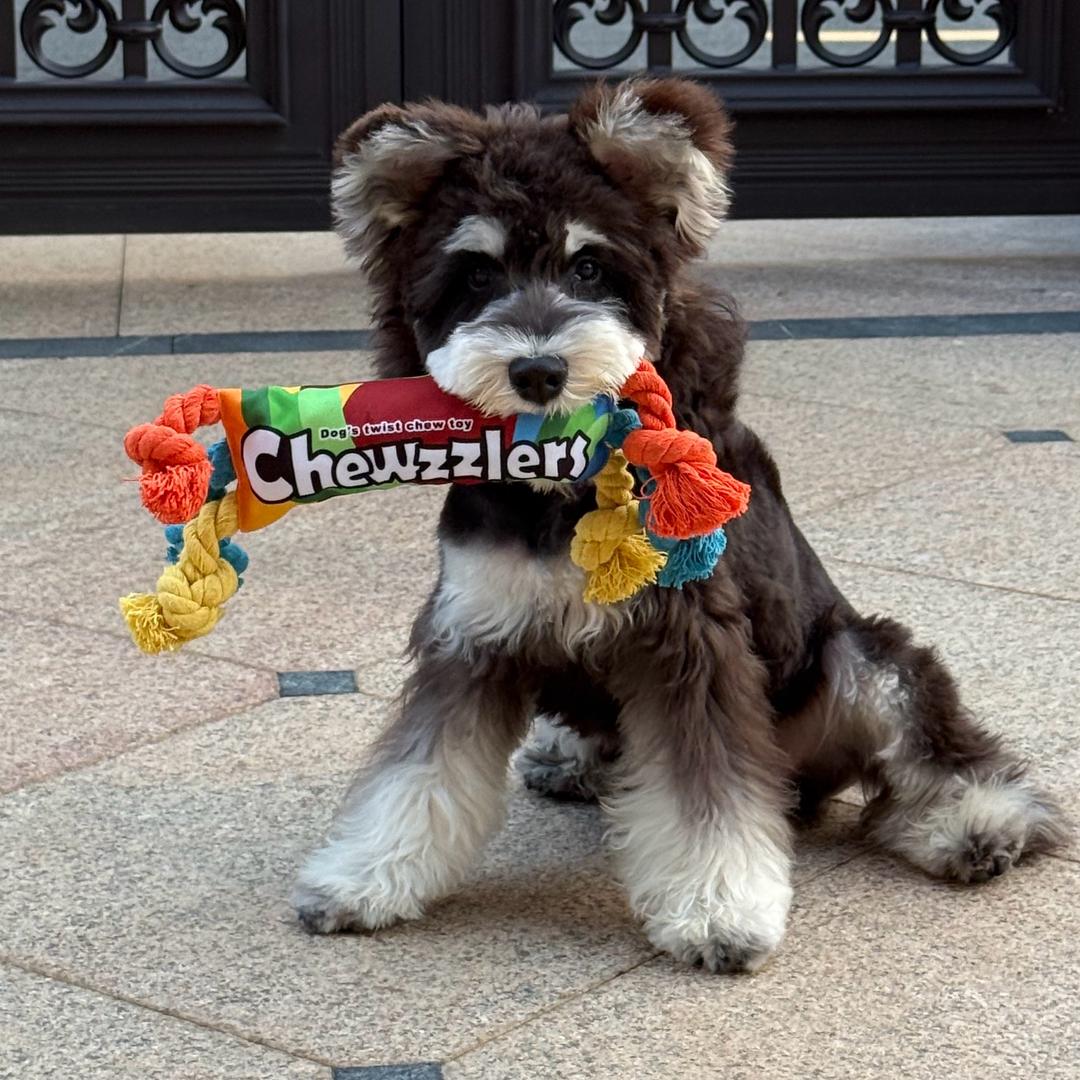 🌸董董有点花🌺