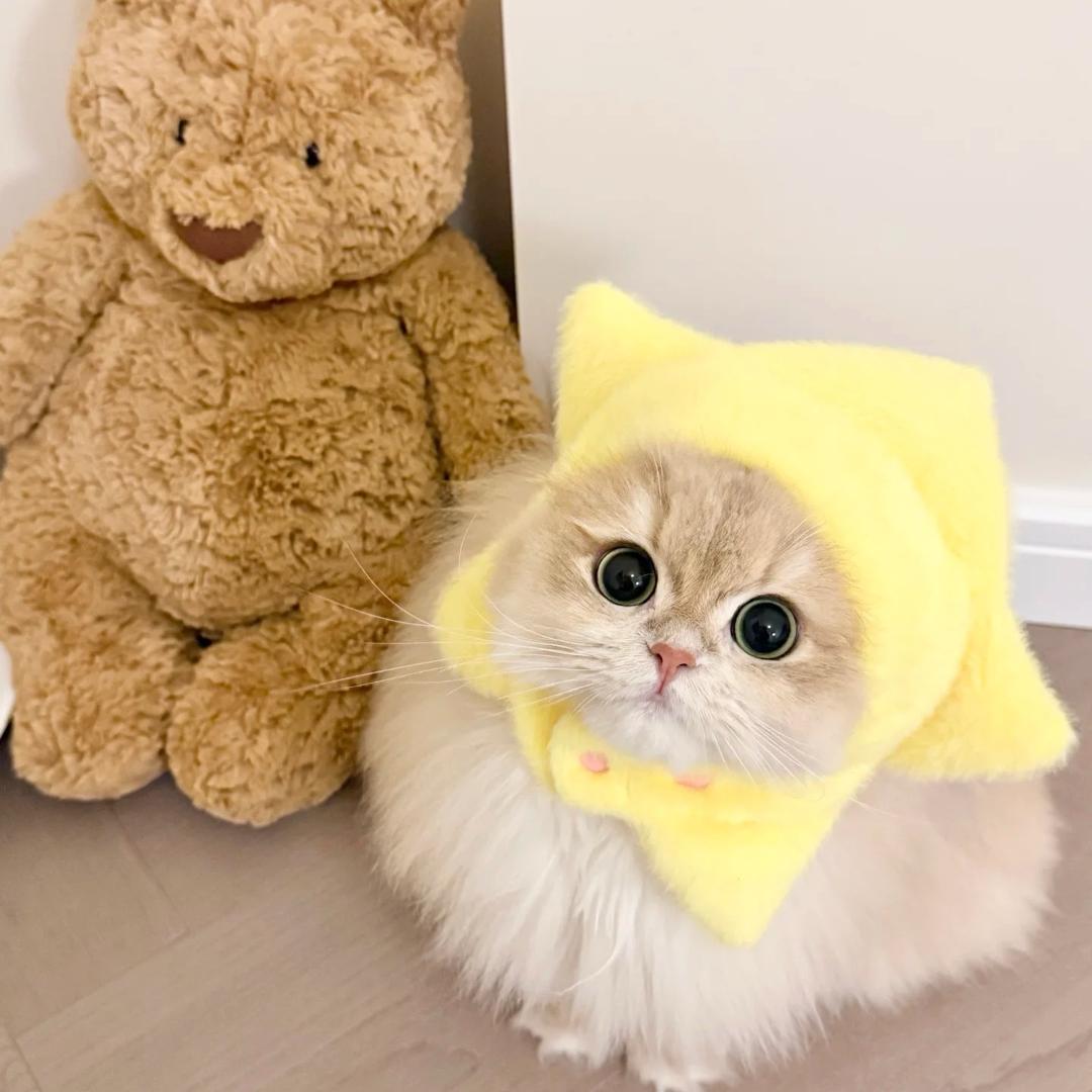小小探壳