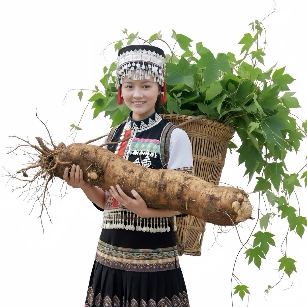 哀牢山慧慧挖药