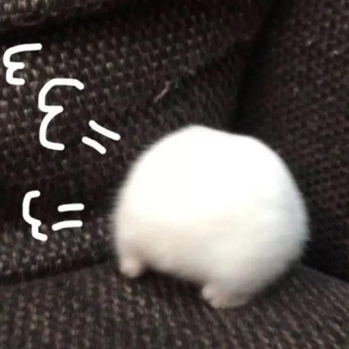 🐑崽