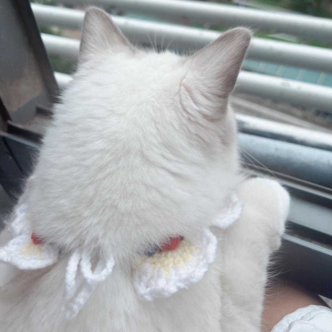 奶油泡芙可以吃