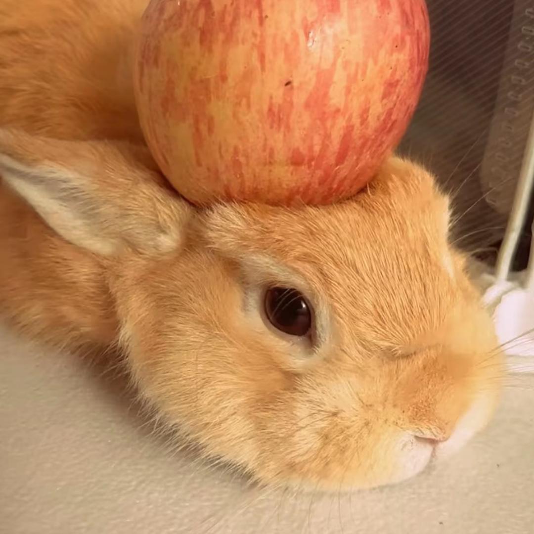 AAAAA批发土鸡蛋