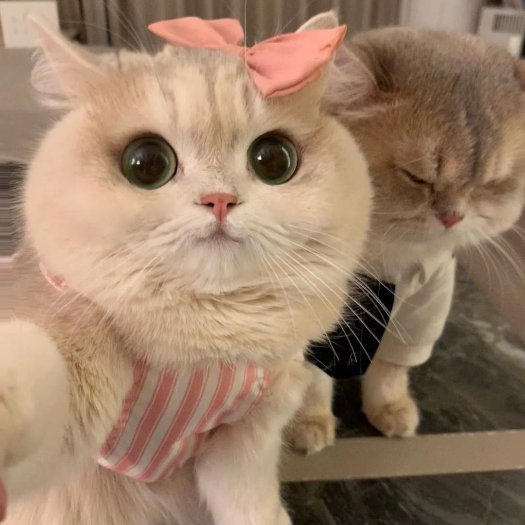 噶纯噶纯宠物零售店磊子猫舍