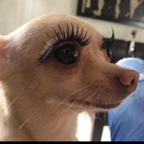 宝笑梗