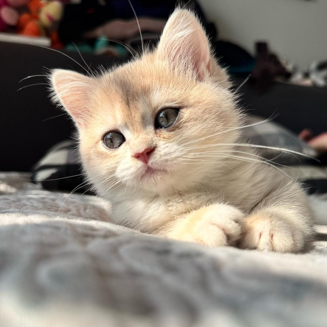 南熹的猫