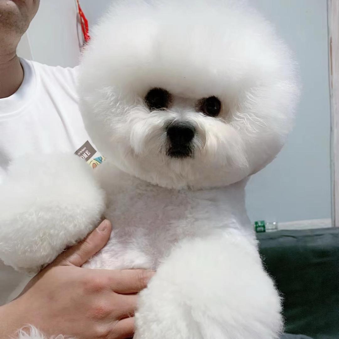 cc家的比熊小号