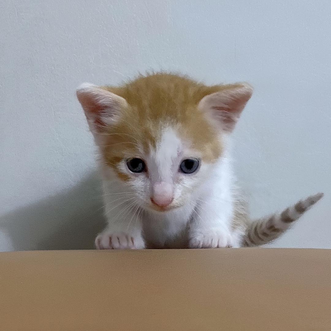 猫咪叫金豆🐈‍⬛