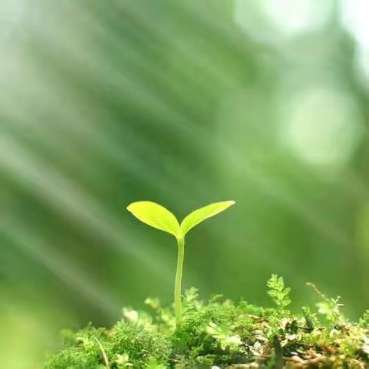 爱种菜的路人甲