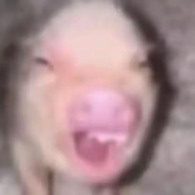 黄崽