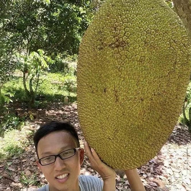 热带果香甜蜜生鲜