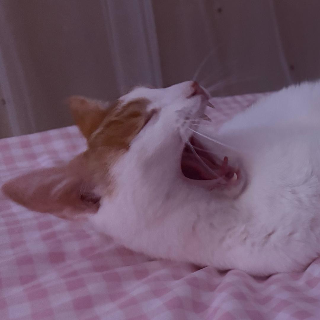 ฅ琴᳐琴大王᳐੭ﾞ