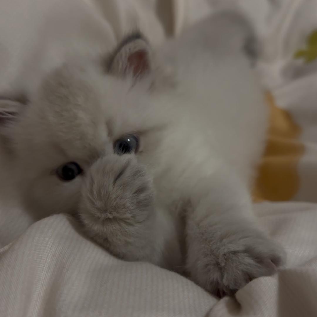 付宝珠是只猫🐱