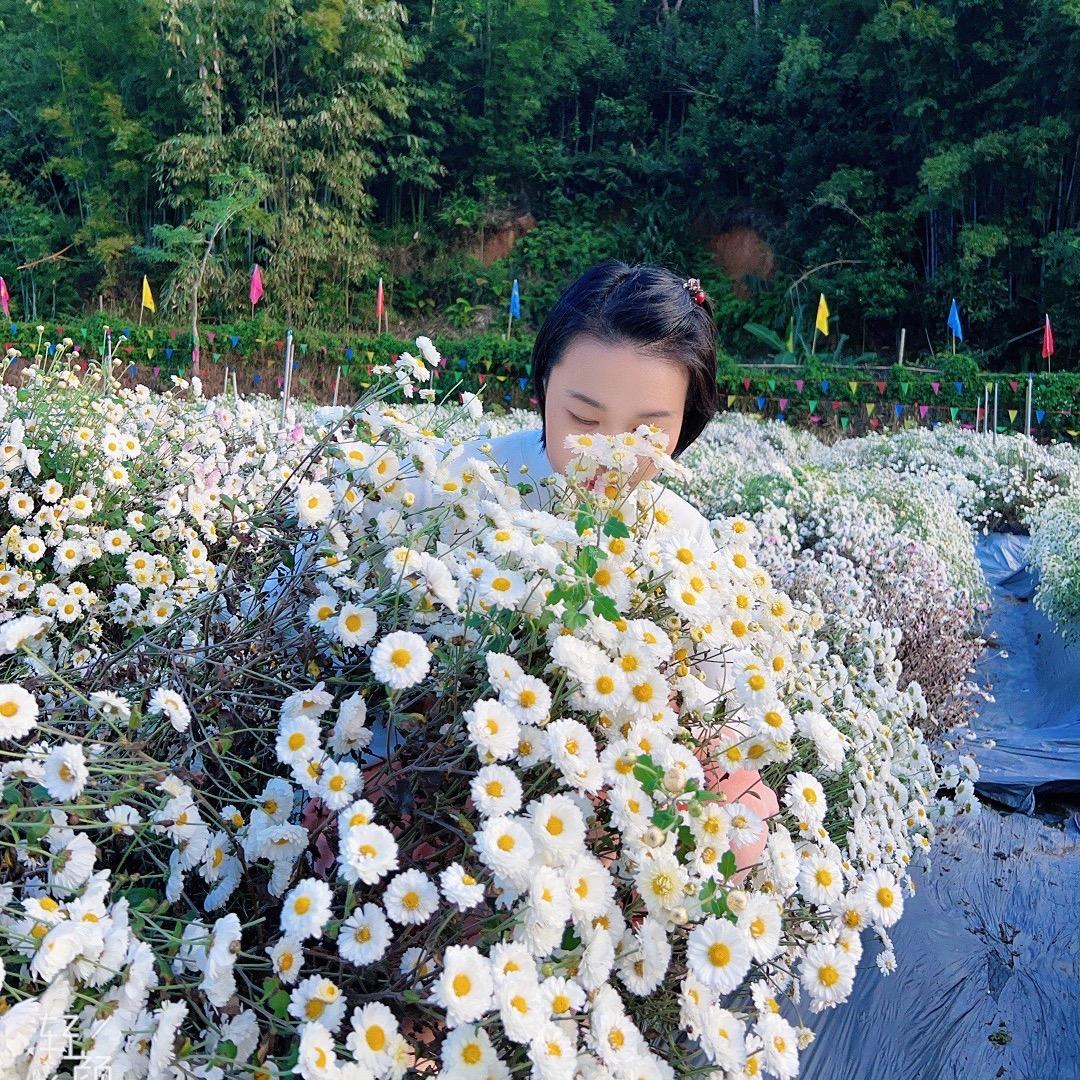 1983🐷折翼凤凰