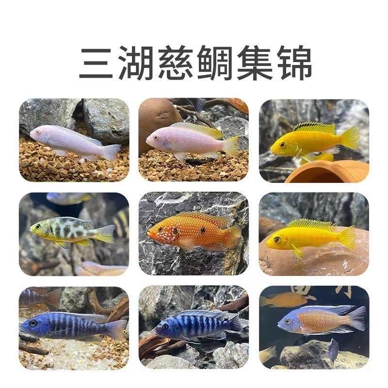 佛系三湖鱼