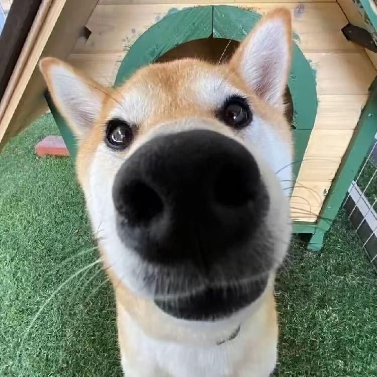 看你真的好呆