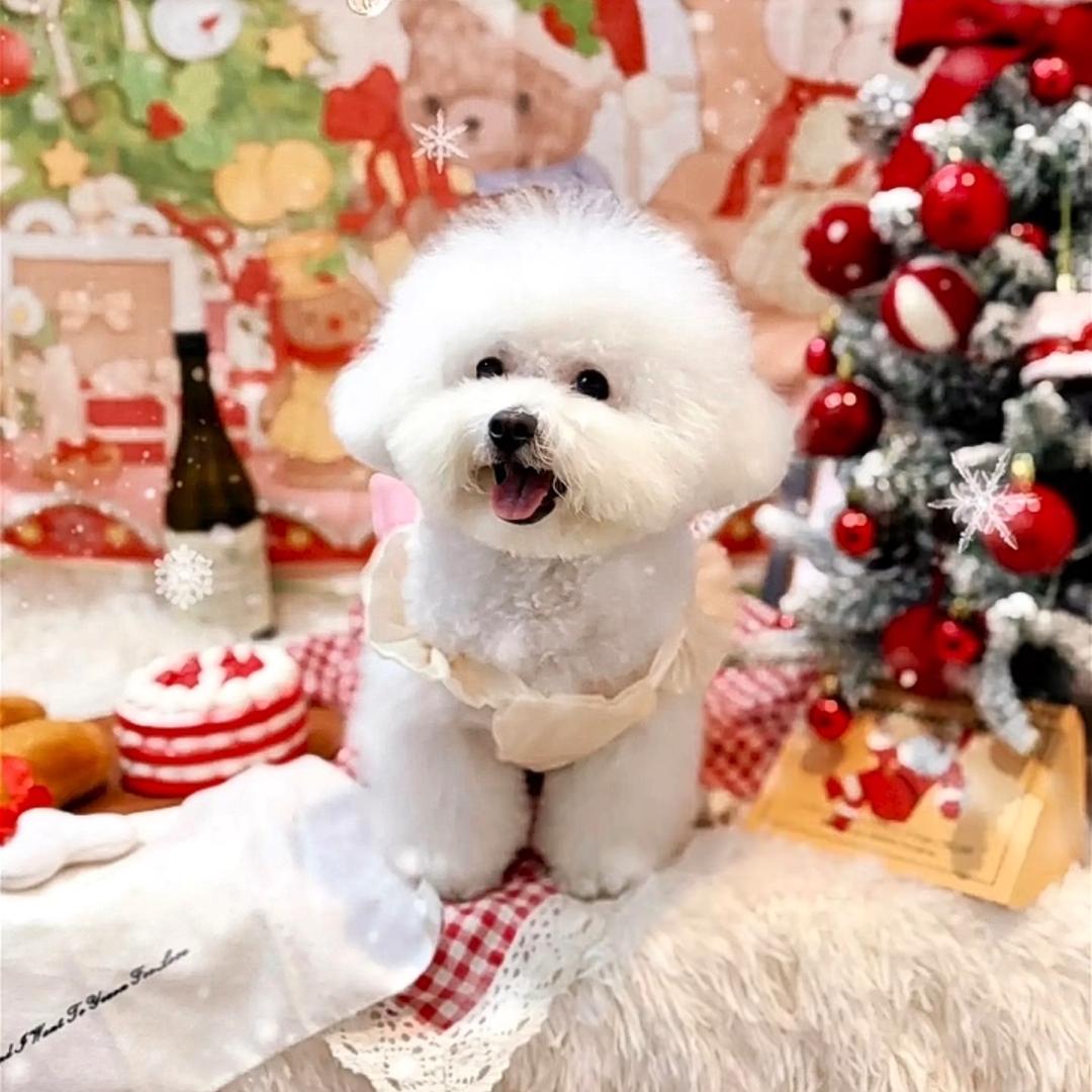 阿猫阿狗那些事