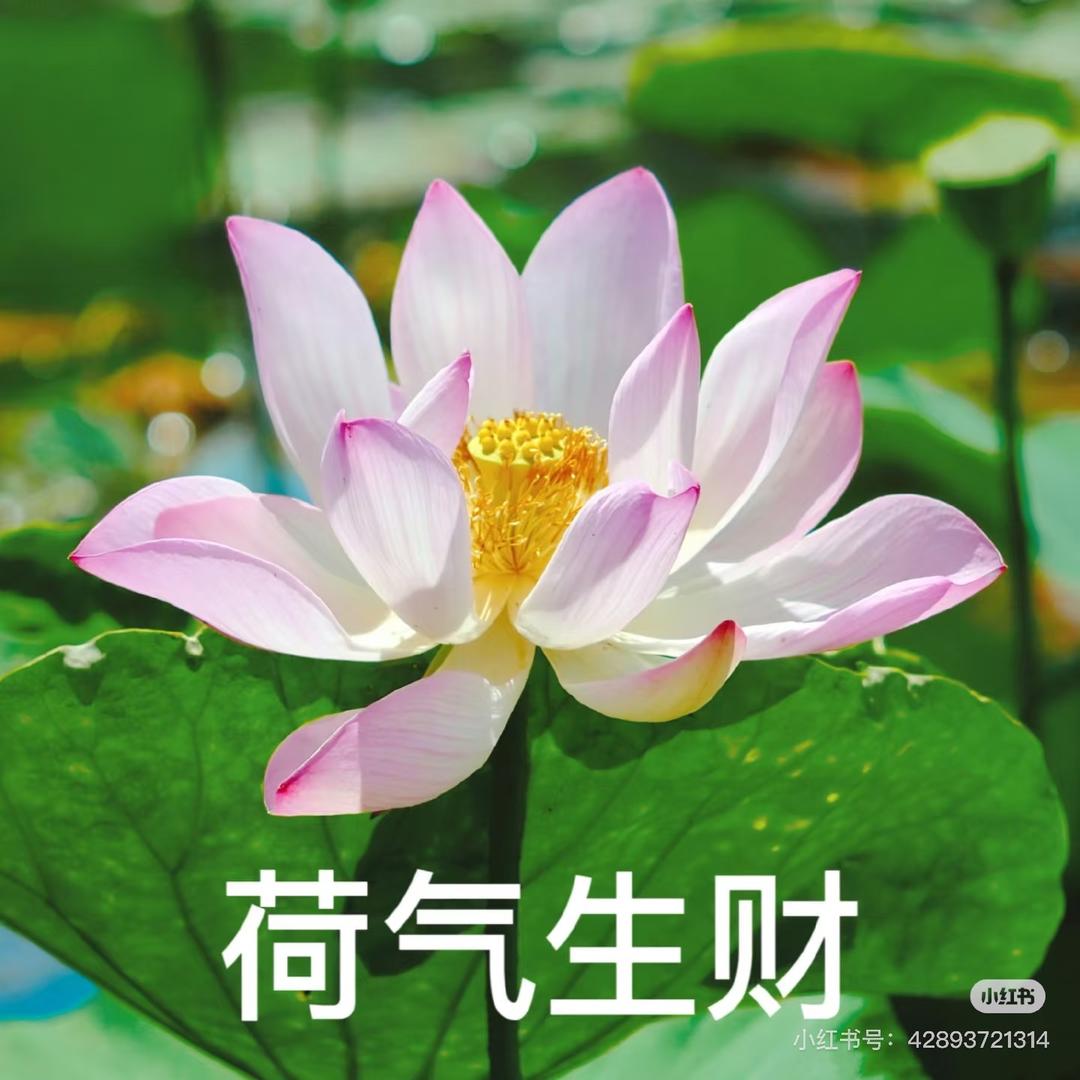 蘇稣