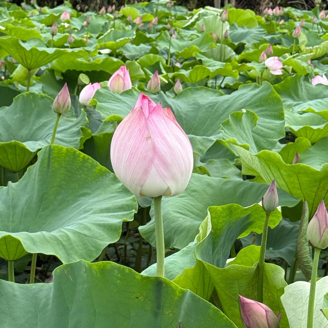 老张教你玩户外