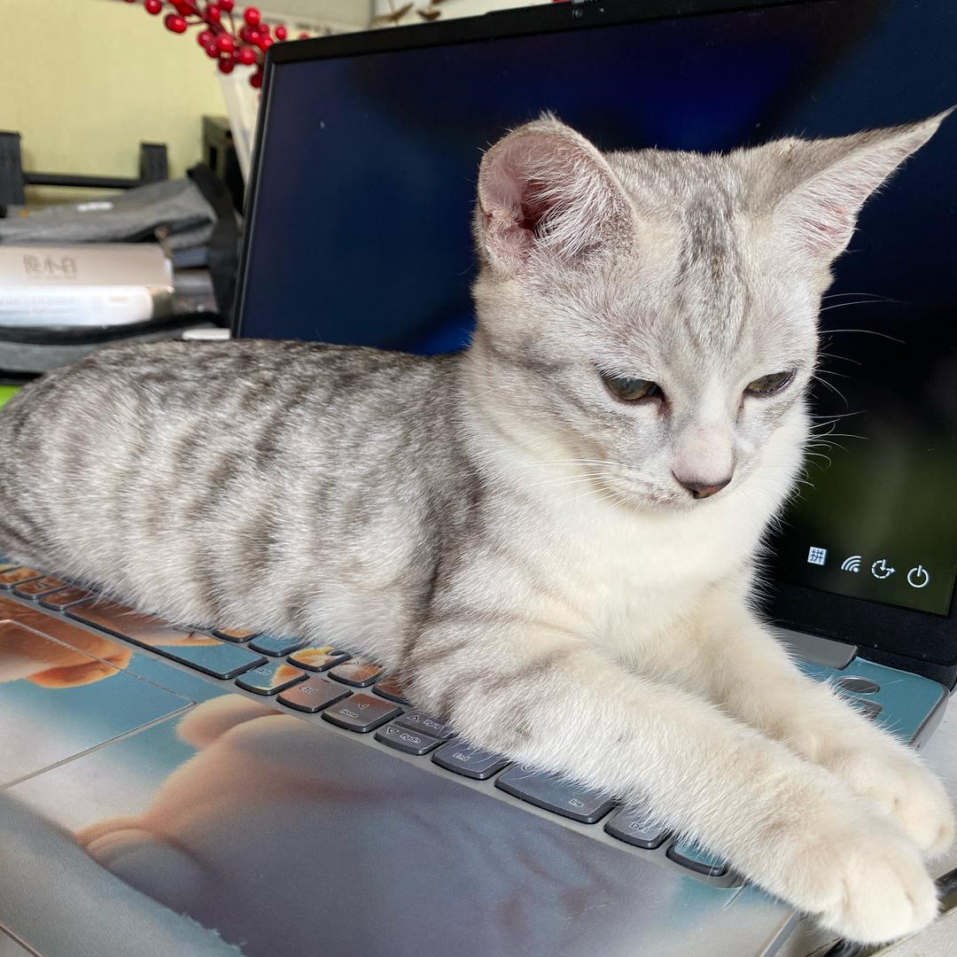 流浪猫不在流浪