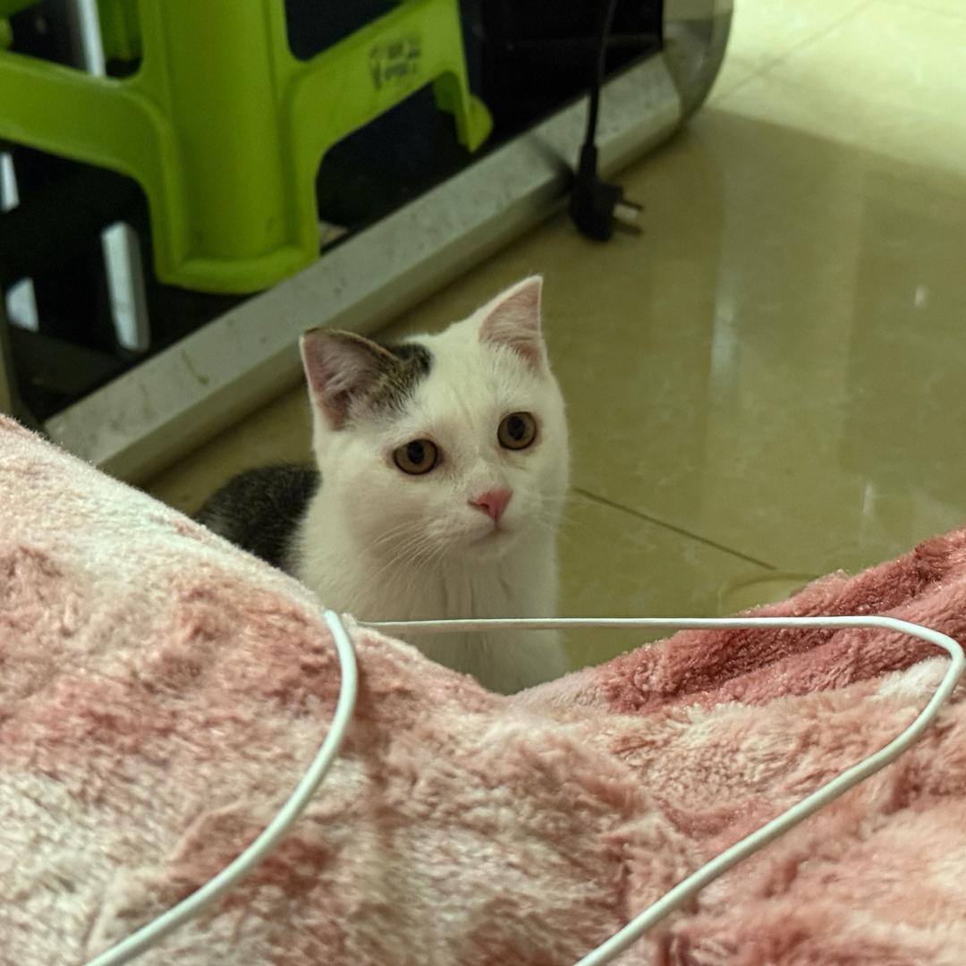 小咪