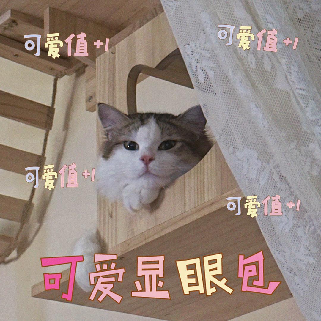 ✨金金