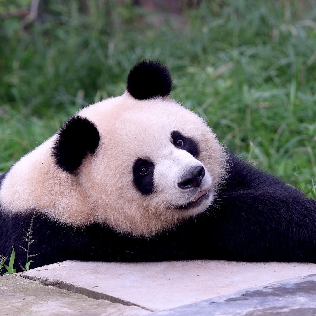 🐼