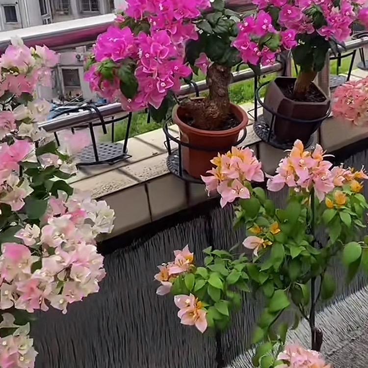 彩虹雨🌈