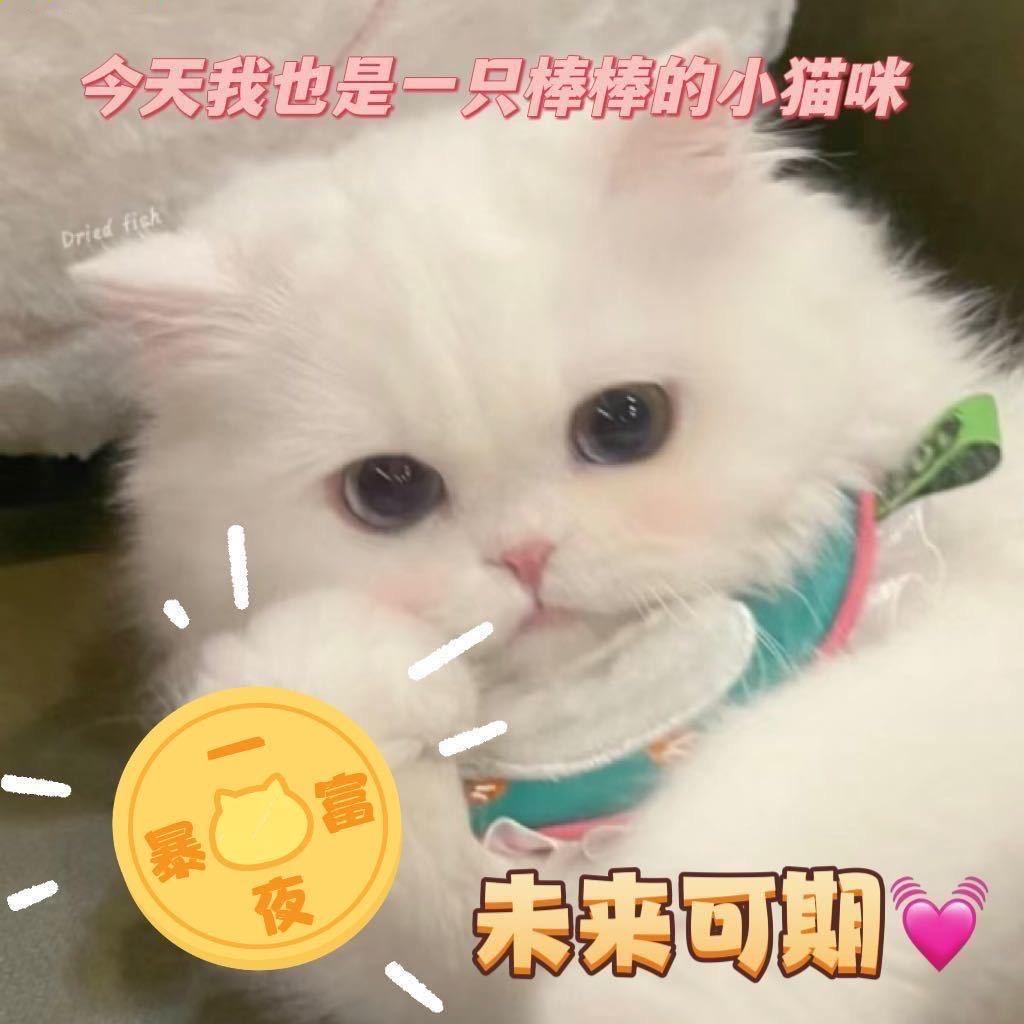 狮子座的七七
