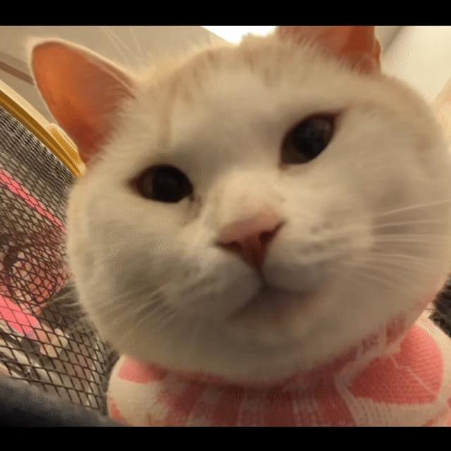 黄黄黄导