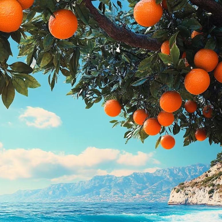 🍊橘子红了