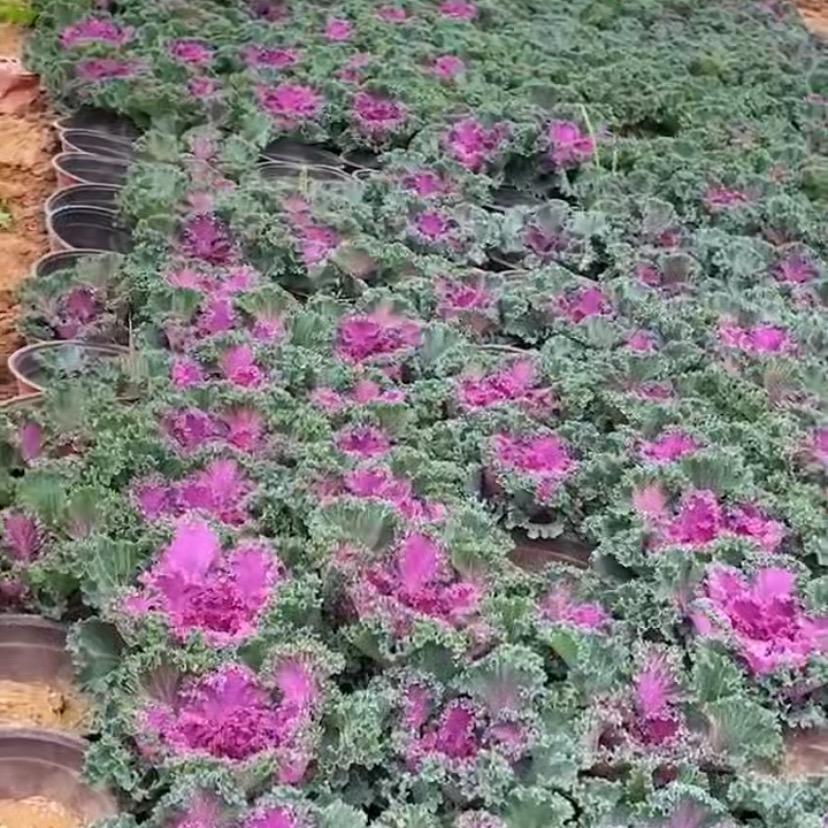 汴园花卉