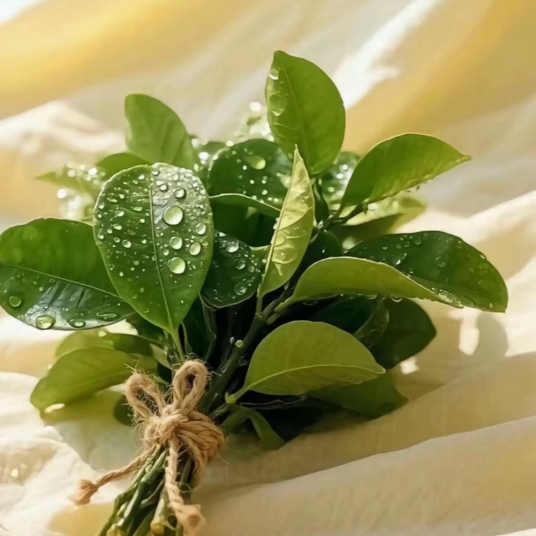 ꦿ࿐广寒宫-玉🐰儿꧔࿐