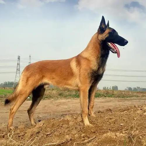 鑫仔驯犬