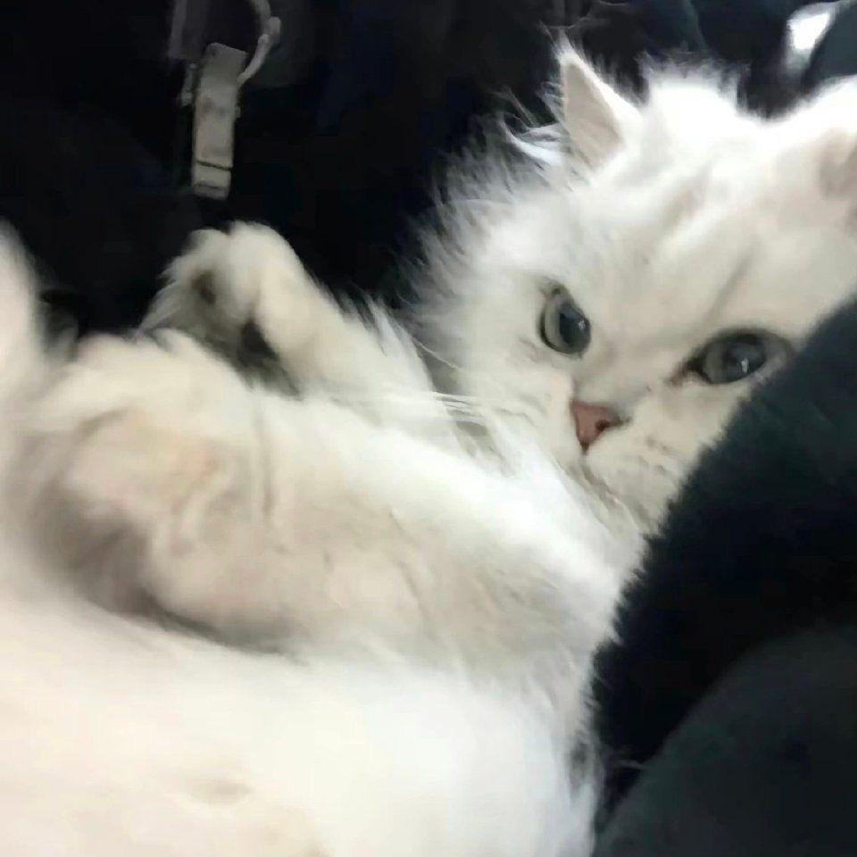 上杉