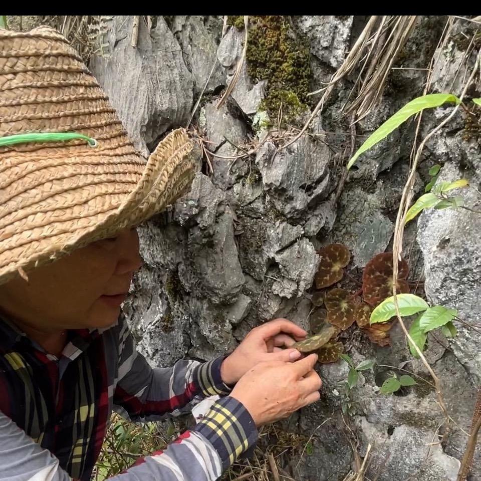 韦氏识百草