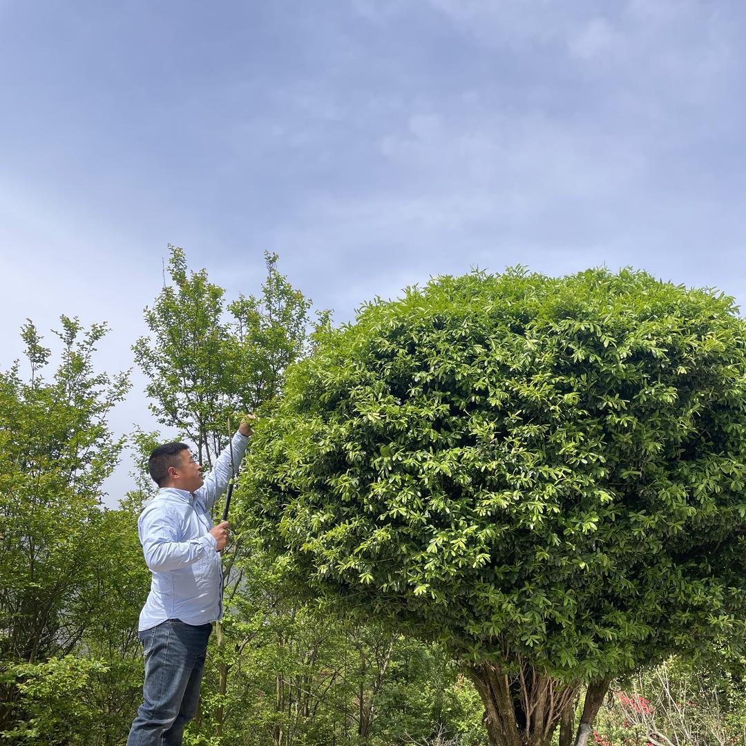 山里花匠闲趣园苗木