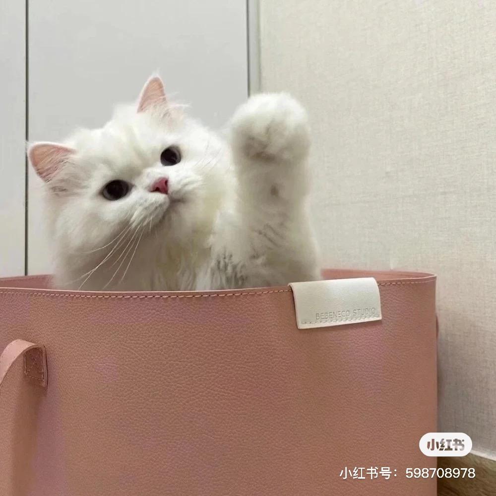 奕诺🌸