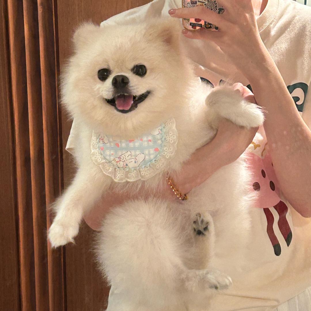 萝莉是只博美猪