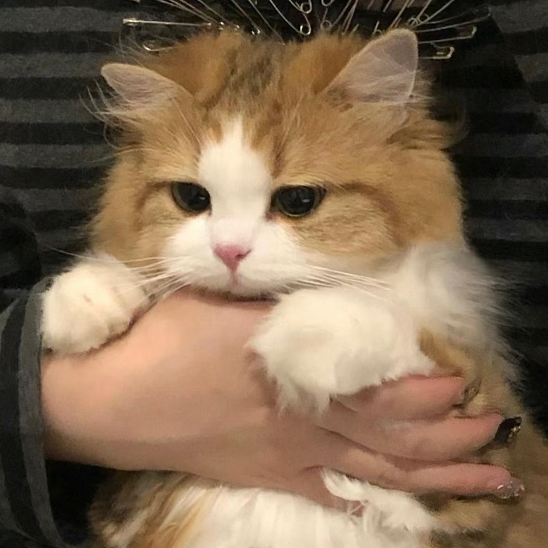 猫抓球🐾