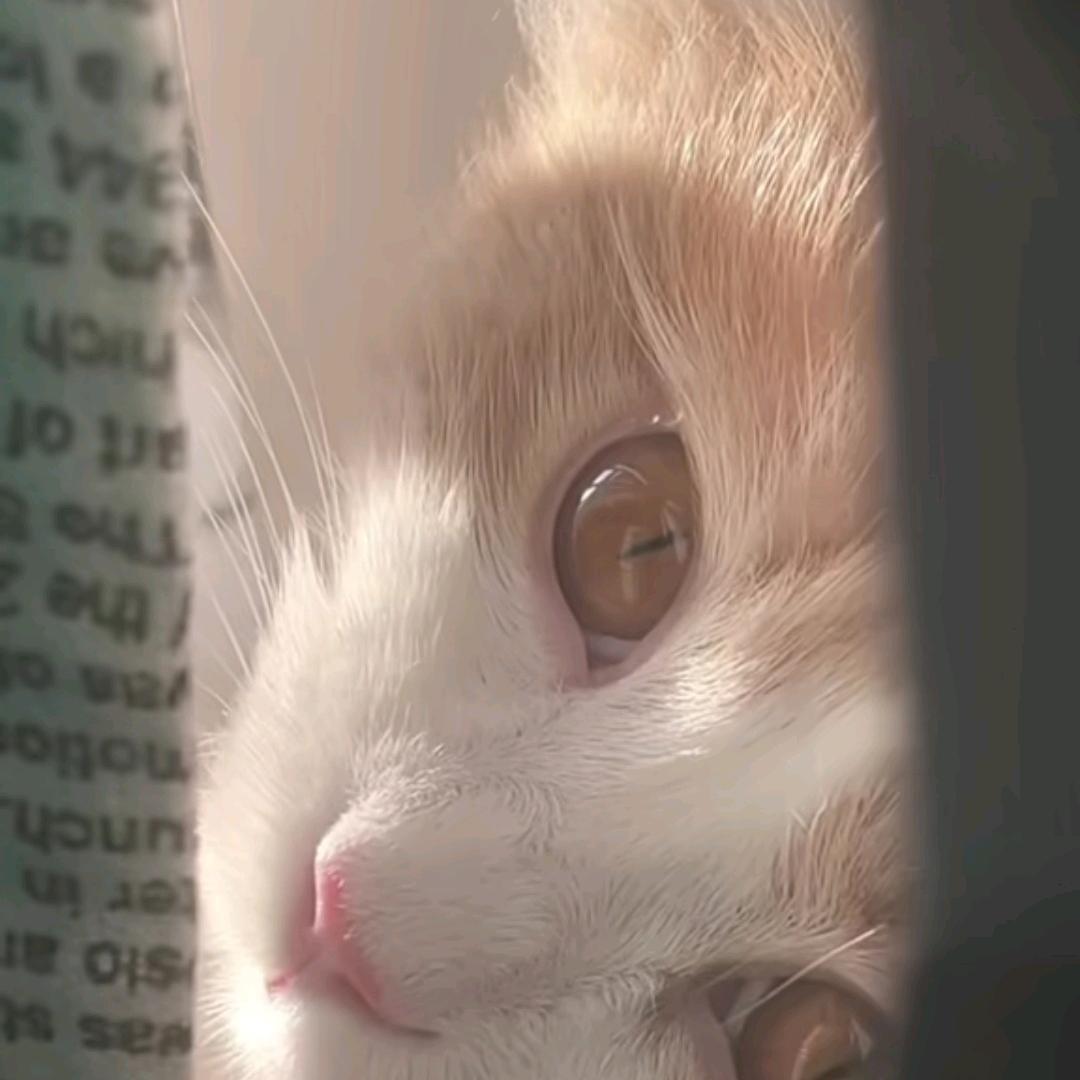 失眠脆脆鲨