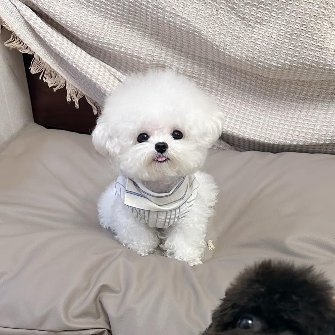 苏州韩版比熊犬舍