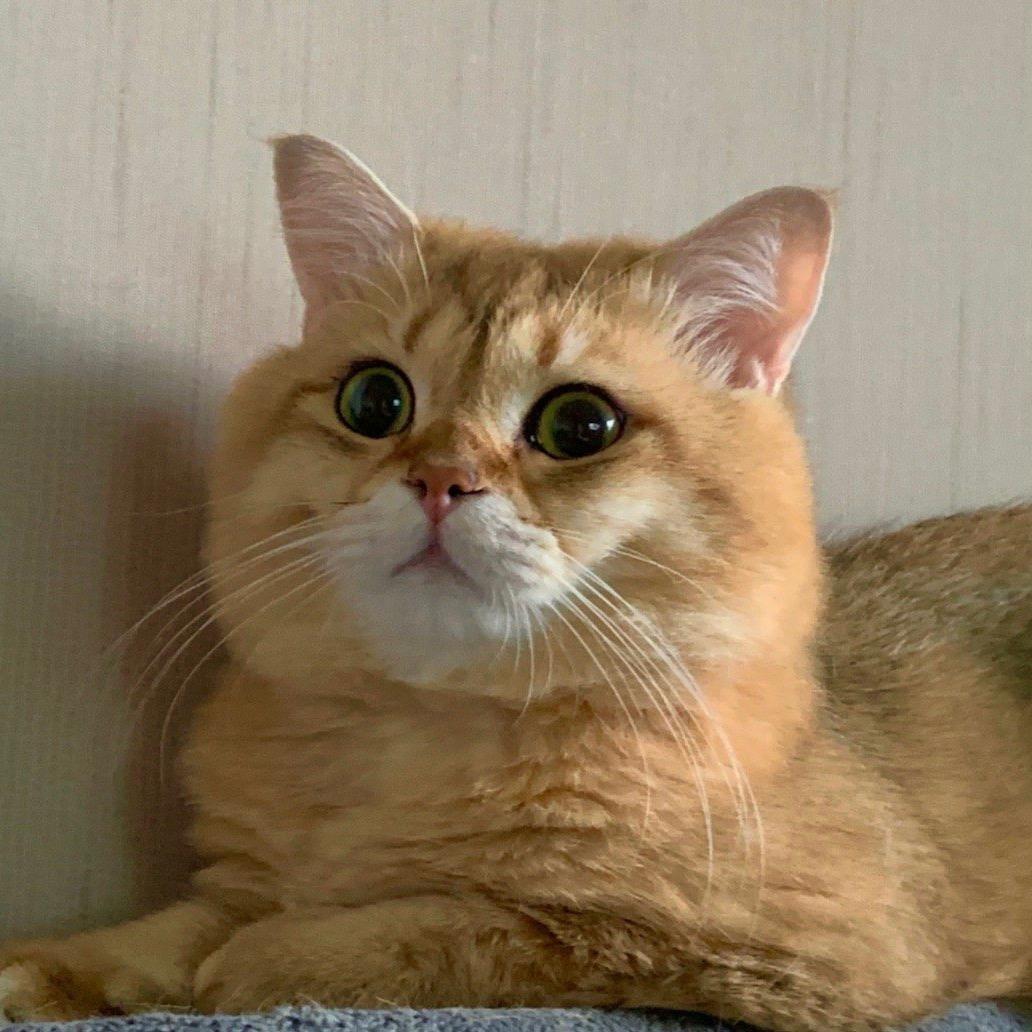 舒克💫
