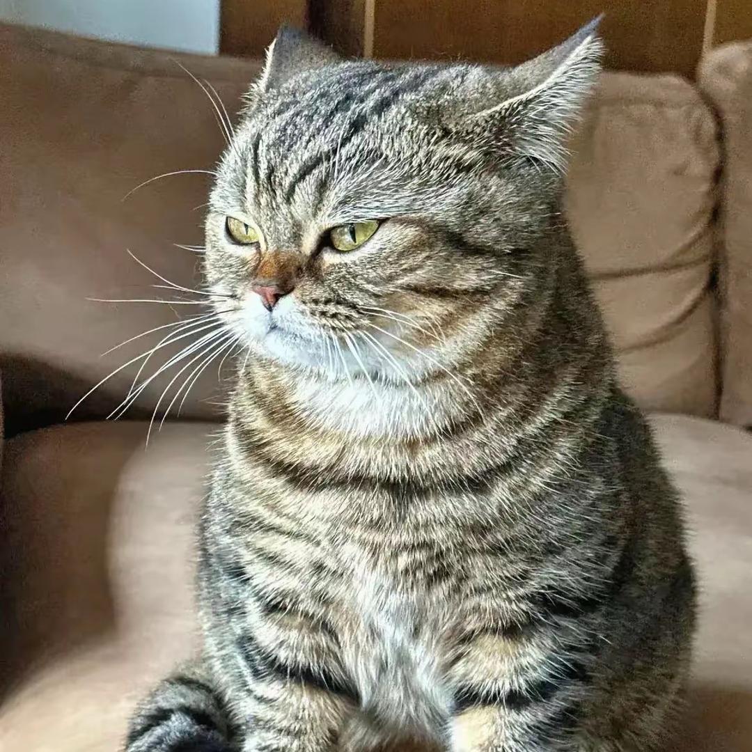 肥肥是只猫