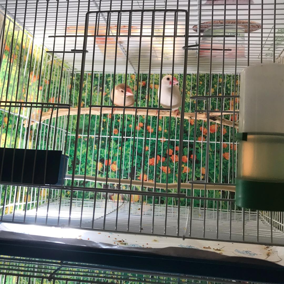 山顶洞人玩鸟