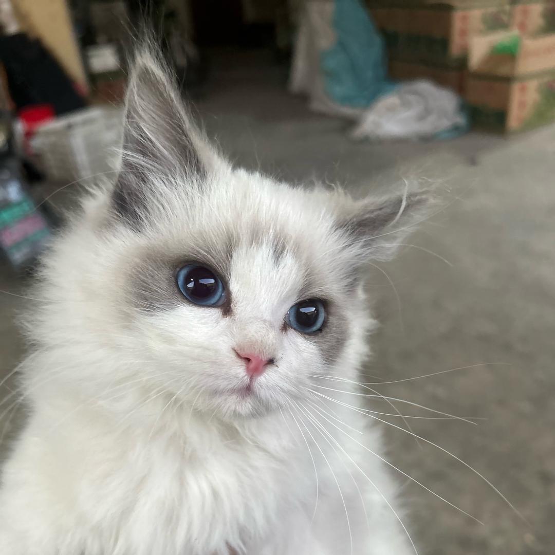 狗哥