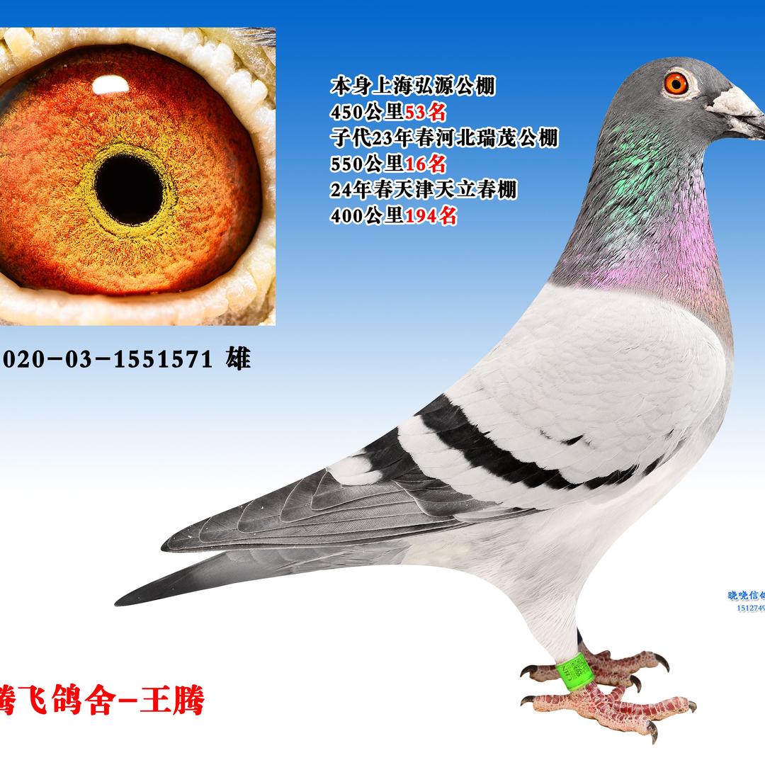 信鸽成绩鸽驿站（小号）