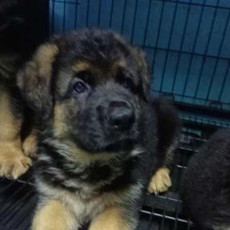 CSV鼎铭犬舍